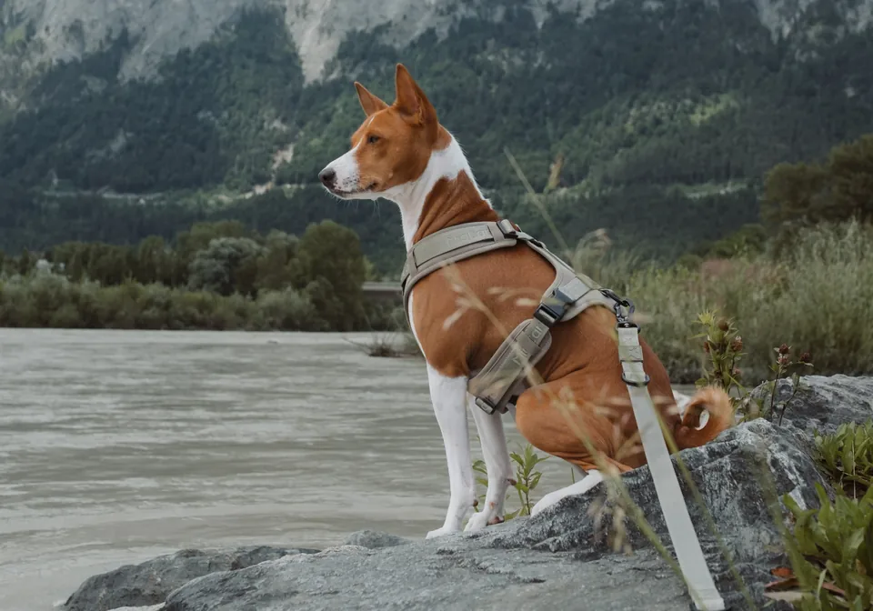 湖畔佩戴胸背的棕白犬